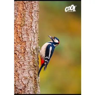   Füzet, tűzött, A4, vonalas, 80 lap, COOL BY VICTORIA "Birds"