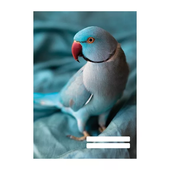 Füzet pd kisalakú 32 lapos 27-32 kockás Colores