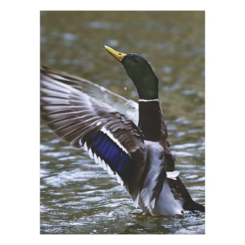 Falinaptár TOPTIMER T093 310x420mm álló Vadászat 2026.