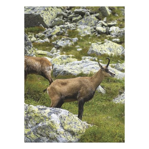 Falinaptár TOPTIMER T093 310x420mm álló Vadászat 2026.