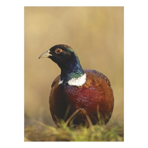 Falinaptár TOPTIMER T093 310x420mm álló Vadászat 2026.