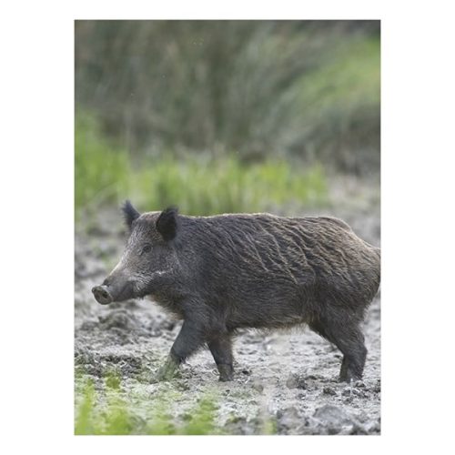 Falinaptár TOPTIMER T093 310x420mm álló Vadászat 2026.