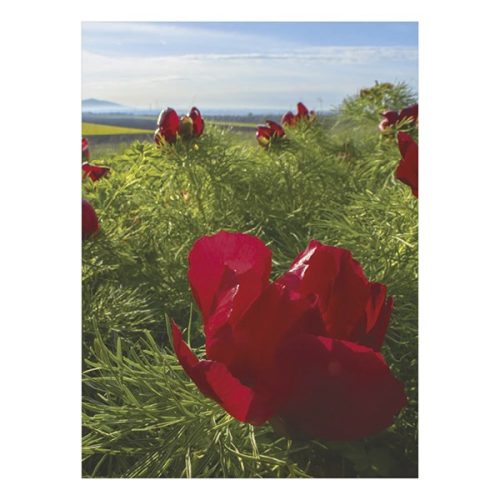 Falinaptár TOPTIMER T093 310x420mm álló Ezerszínű Magyarország 2026.