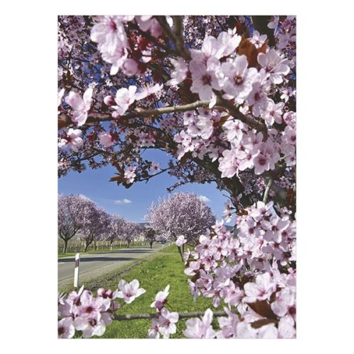 Falinaptár TOPTIMER T093 310x420mm álló Ezerszínű Magyarország 2026.