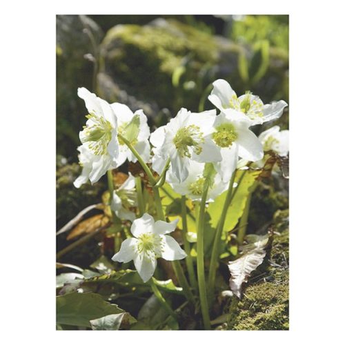 Falinaptár TOPTIMER T093 310x420mm álló Kertésznaptár 2026.