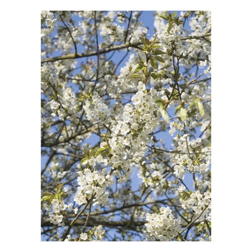 Falinaptár TOPTIMER T093 310x420mm álló Kertésznaptár 2026.