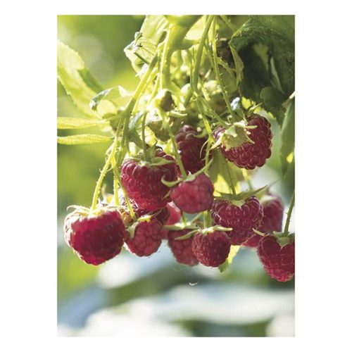 Falinaptár TOPTIMER T093 310x420mm álló Kertésznaptár 2026.