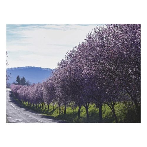 Falinaptár TOPTIMER T093 420x310mm fekvő Sétány 2026.