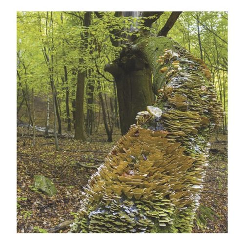 Falinaptár TOPTIMER T094 220x330mm álló Nemzeti parkjaink 2026.