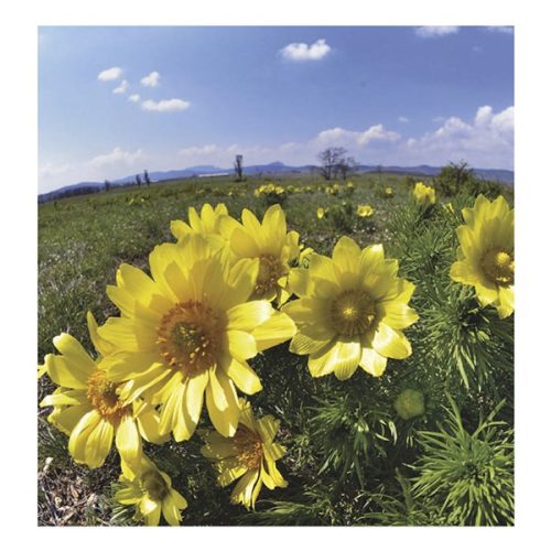 Falinaptár TOPTIMER T094 220x330mm álló Nemzeti parkjaink 2026.