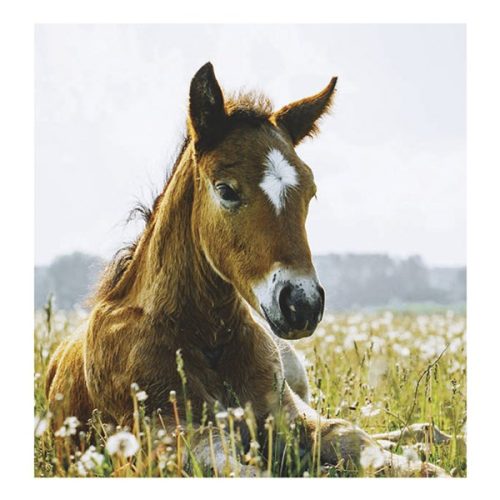 Falinaptár TOPTIMER T094 220x330mm álló Lovak 2026.