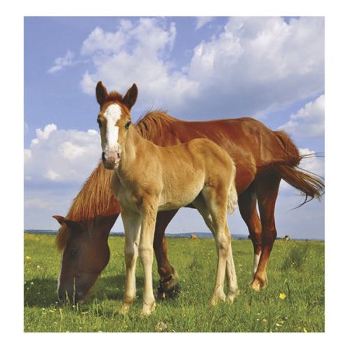 Falinaptár TOPTIMER T094 220x330mm álló Lovak 2026.