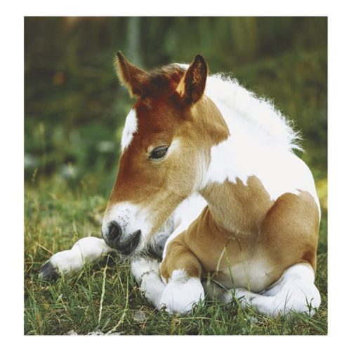 Falinaptár TOPTIMER T094 220x330mm álló Lovak 2026.