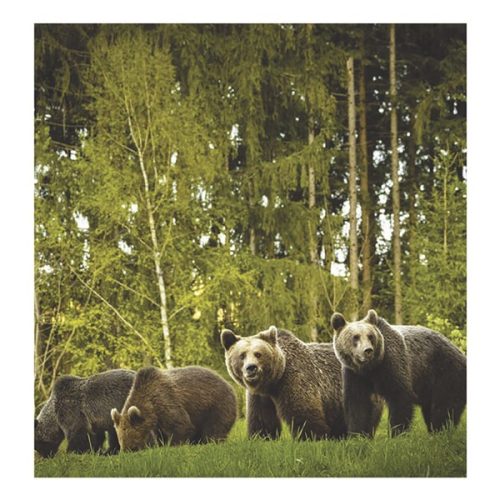 Falinaptár TOPTIMER T094 220x330mm álló Vadállatok 2026.