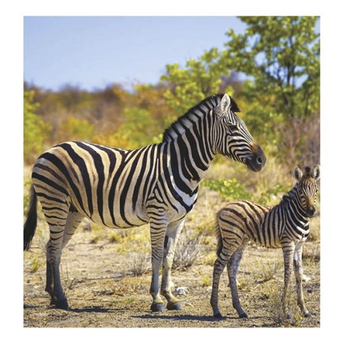 Falinaptár TOPTIMER T094 220x330mm álló Vadállatok 2026.