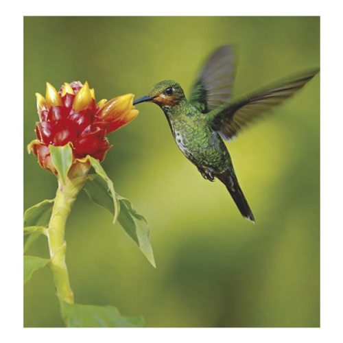 Falinaptár TOPTIMER T094 220x330mm álló Vadállatok 2026.