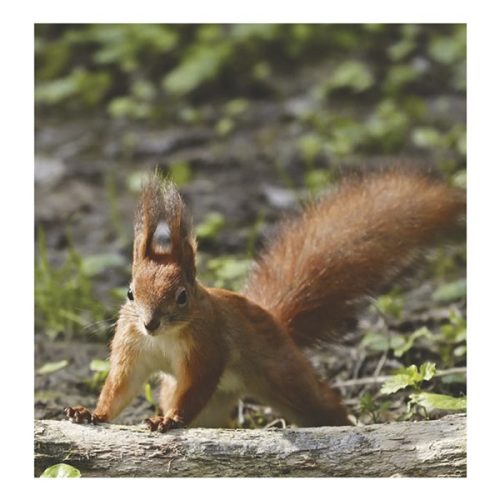 Falinaptár TOPTIMER T094 220x330mm álló Vadállatok 2026.