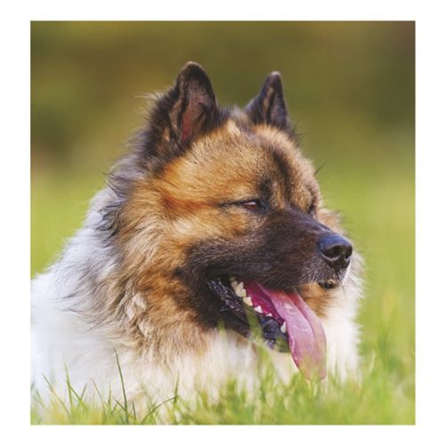 Falinaptár TOPTIMER T094 220x330mm álló Kutyák 2026.