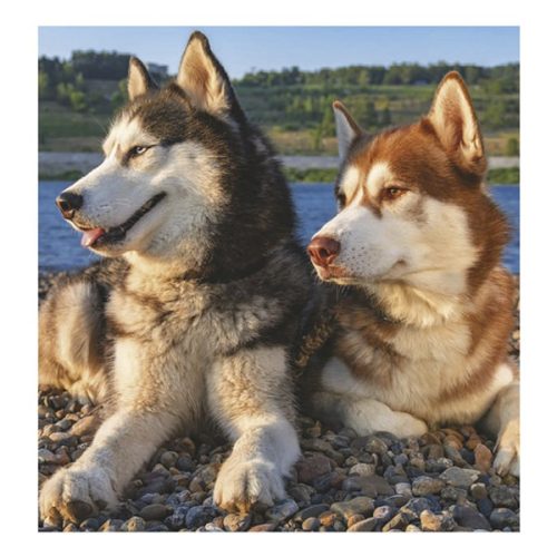 Falinaptár TOPTIMER T094 220x330mm álló Kutyák 2026.