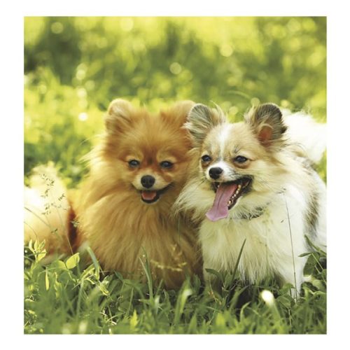 Falinaptár TOPTIMER T094 220x330mm álló Kutyák 2026.