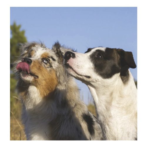 Falinaptár TOPTIMER T094 220x330mm álló Kutyák 2026.