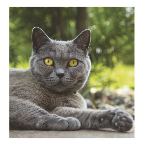 Falinaptár TOPTIMER T094 220x330mm álló Cicák 2026.