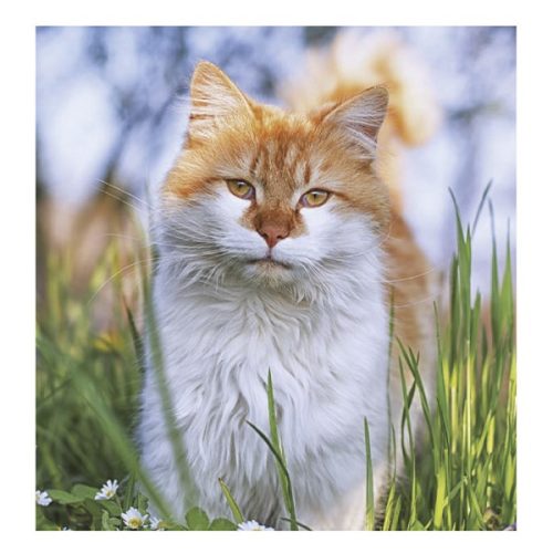 Falinaptár TOPTIMER T094 220x330mm álló Cicák 2026.