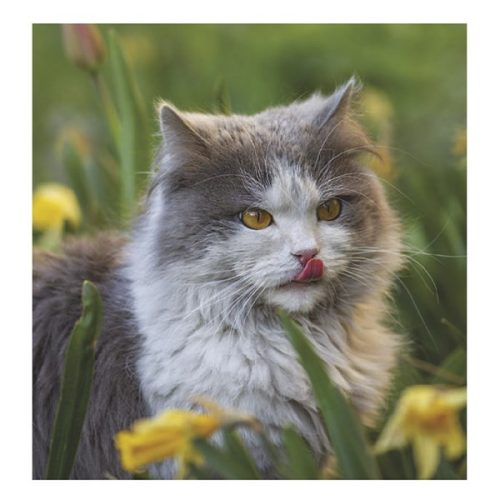 Falinaptár TOPTIMER T094 220x330mm álló Cicák 2026.