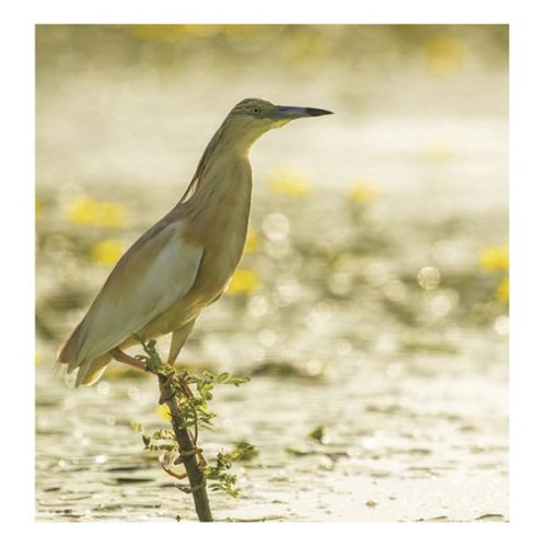 Falinaptár TOPTIMER T094 220x330mm álló Hangulatok 2026.