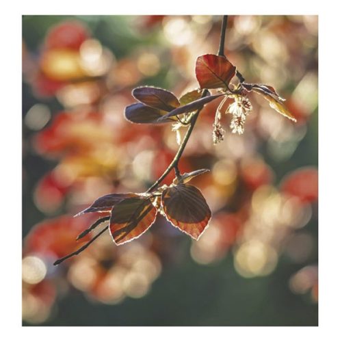 Falinaptár TOPTIMER T094 220x330mm álló Hangulatok 2026.