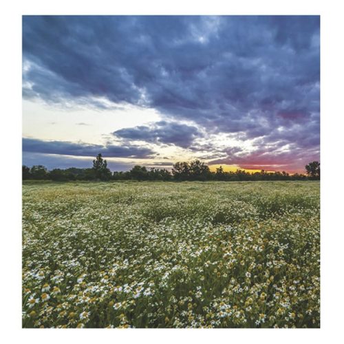 Falinaptár TOPTIMER T094 220x330mm álló Hangulatok 2026.