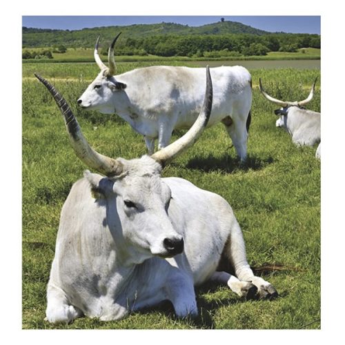 Falinaptár TOPTIMER T094 220x330mm álló Hungary 2026.