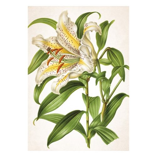 Falinaptár TOPTIMER T092 315x450mm álló Herbárium 2026.