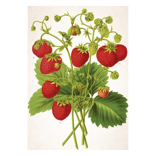 Falinaptár TOPTIMER T092 315x450mm álló Herbárium 2026.