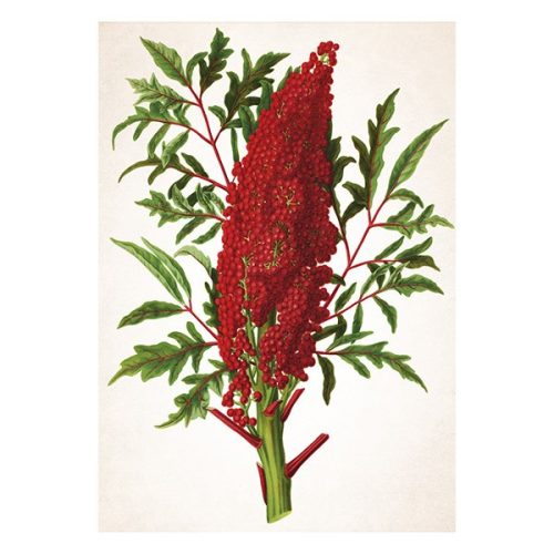 Falinaptár TOPTIMER T092 315x450mm álló Herbárium 2026.