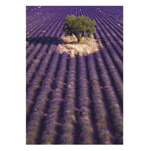 Falinaptár TOPTIMER T092 315x450mm álló Provence 2026.