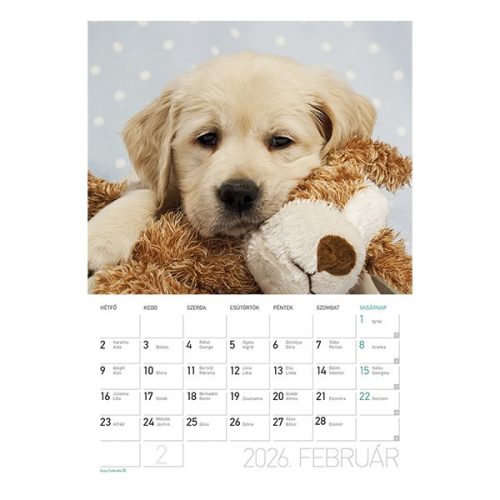 Falinaptár LIZZY CARD A/4 álló Kutyák 2026.