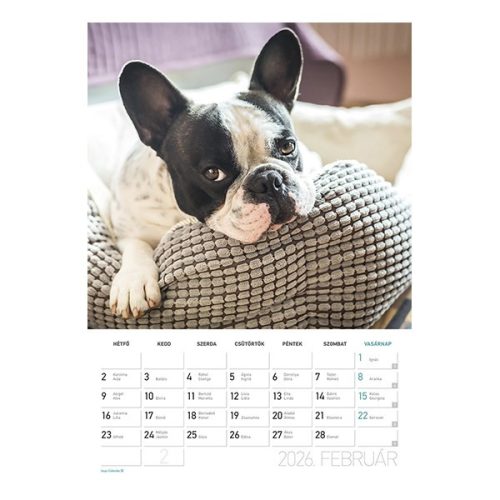 Falinaptár spirálozott  LIZZY CARD B/4 álló Kutyák 2026.