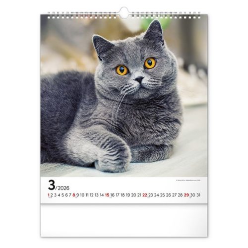 Falinaptár REALSYSTEM 300x340mm álló Cats 2026.