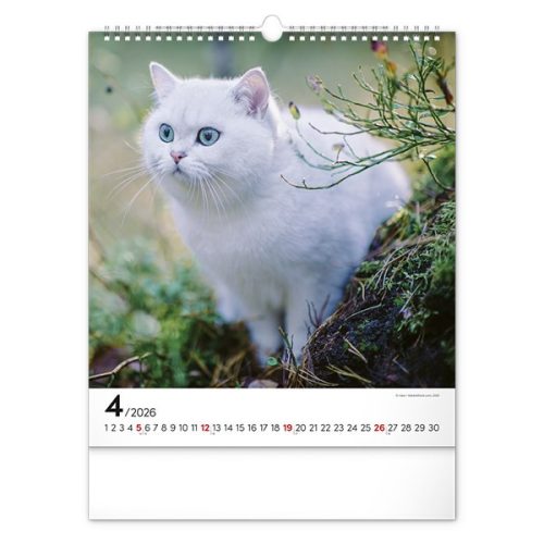 Falinaptár REALSYSTEM 300x340mm álló Cats 2026.