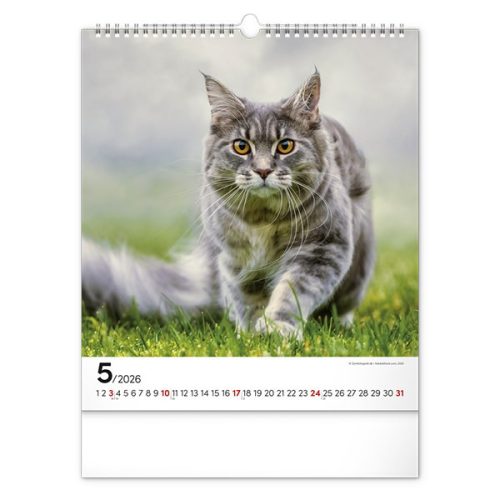 Falinaptár REALSYSTEM 300x340mm álló Cats 2026.