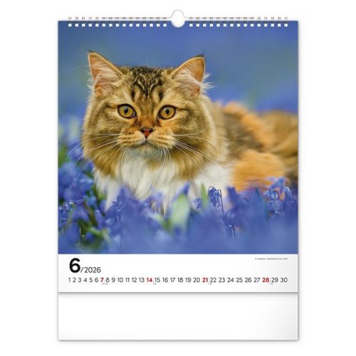 Falinaptár REALSYSTEM 300x340mm álló Cats 2026.