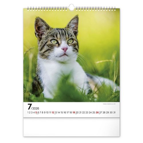 Falinaptár REALSYSTEM 300x340mm álló Cats 2026.