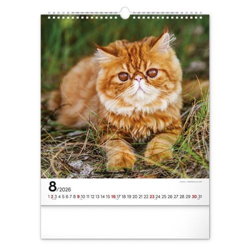 Falinaptár REALSYSTEM 300x340mm álló Cats 2026.