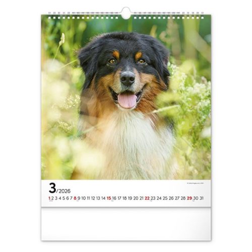 Falinaptár REALSYSTEM 300x340mm álló Dogs 2026.