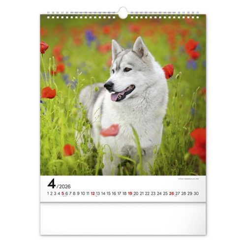 Falinaptár REALSYSTEM 300x340mm álló Dogs 2026.