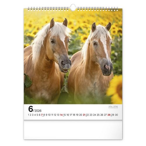 Falinaptár REALSYSTEM 300x340mm álló Horses 2026.