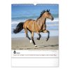 Falinaptár REALSYSTEM 300x340mm álló Horses 2026.