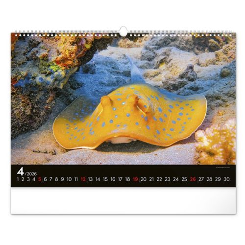 Falinaptár REALSYSTEM 480x330mm fekvő Wildlife 2026.