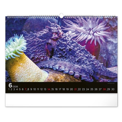 Falinaptár REALSYSTEM 480x330mm fekvő Wildlife 2026.